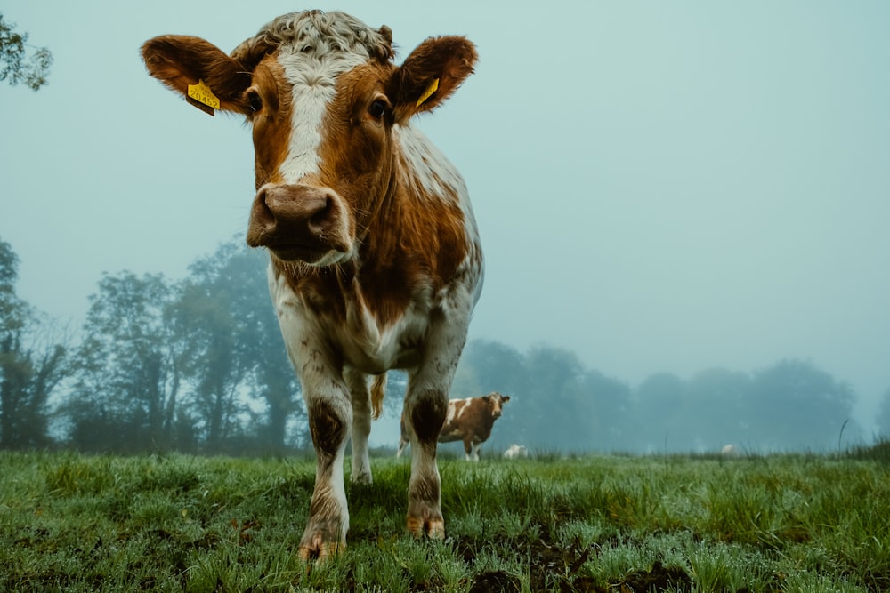 brown and white cow on green grass