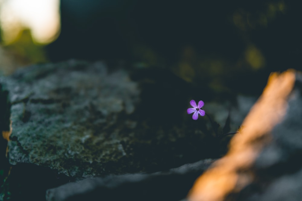 purple-petaled flower