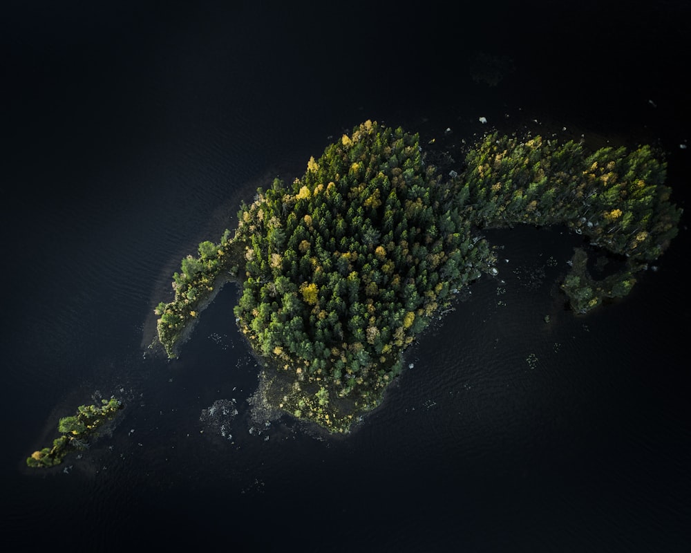 aerial photography of green-leaved trees