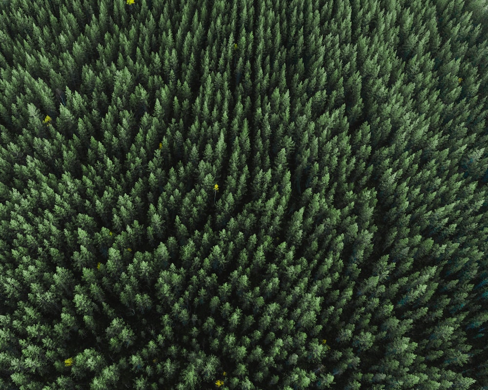 Photographie aérienne d’arbres à feuilles vertes