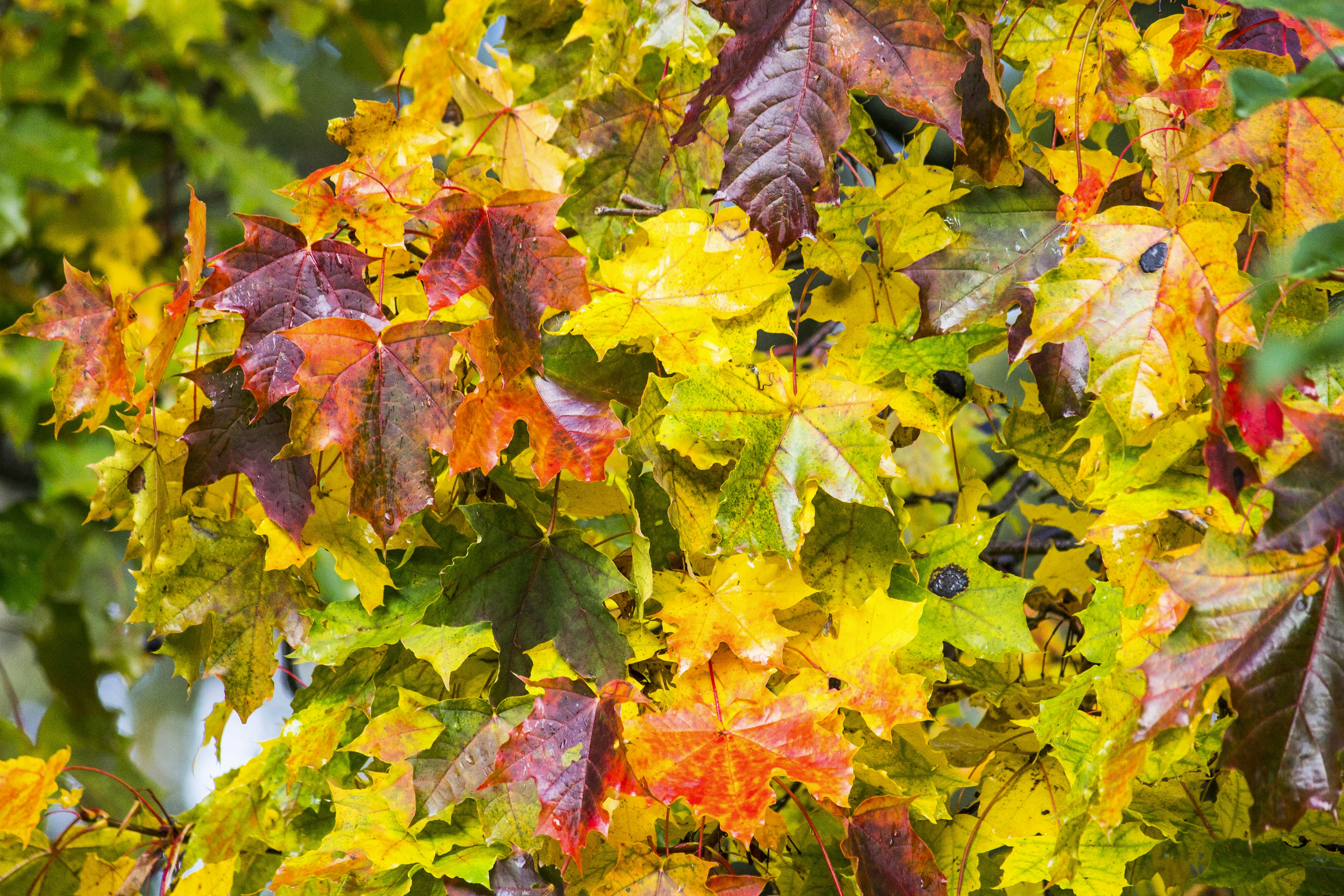 Photo by attilandscape