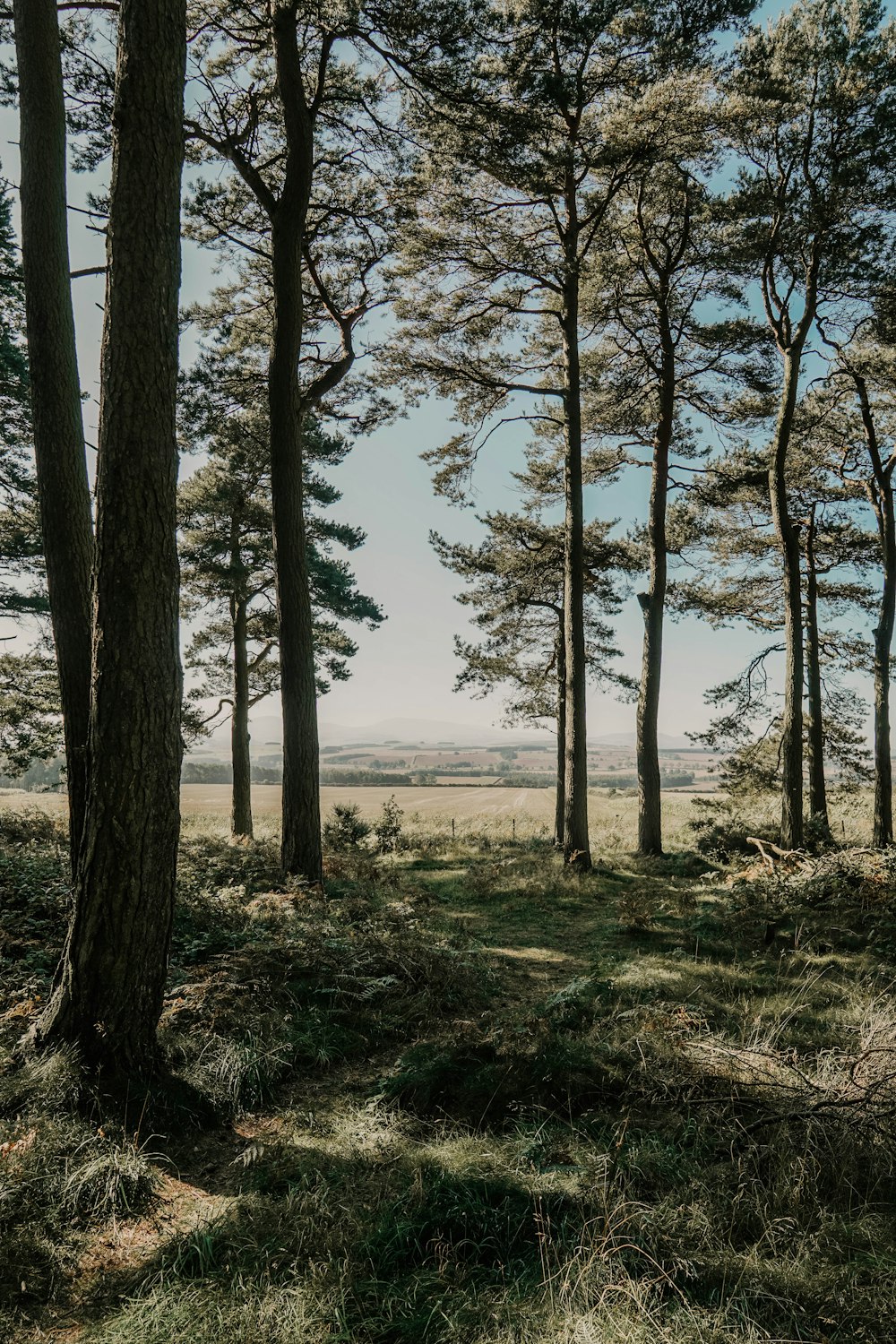 grass and tree field during day