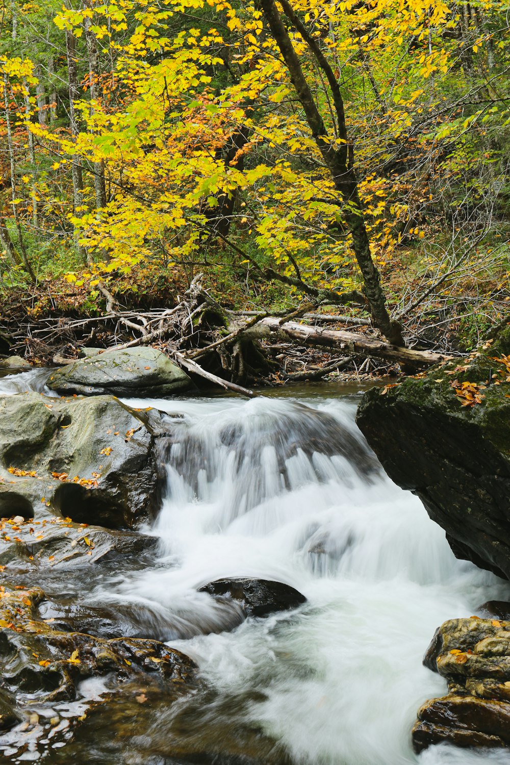 river surrounded by trees