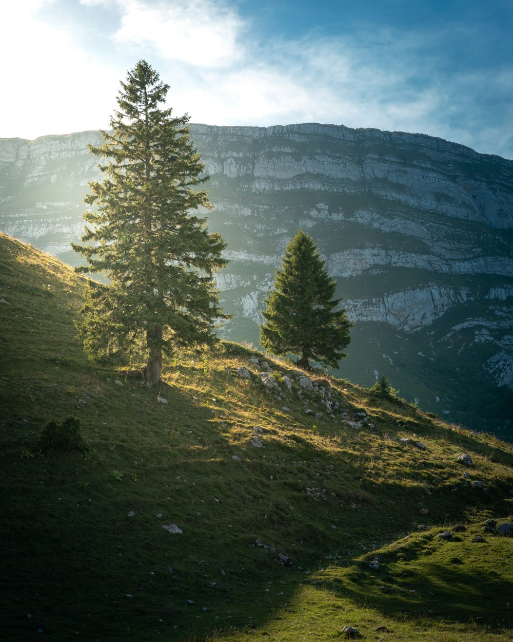 green trees on a mountain slope during daytime