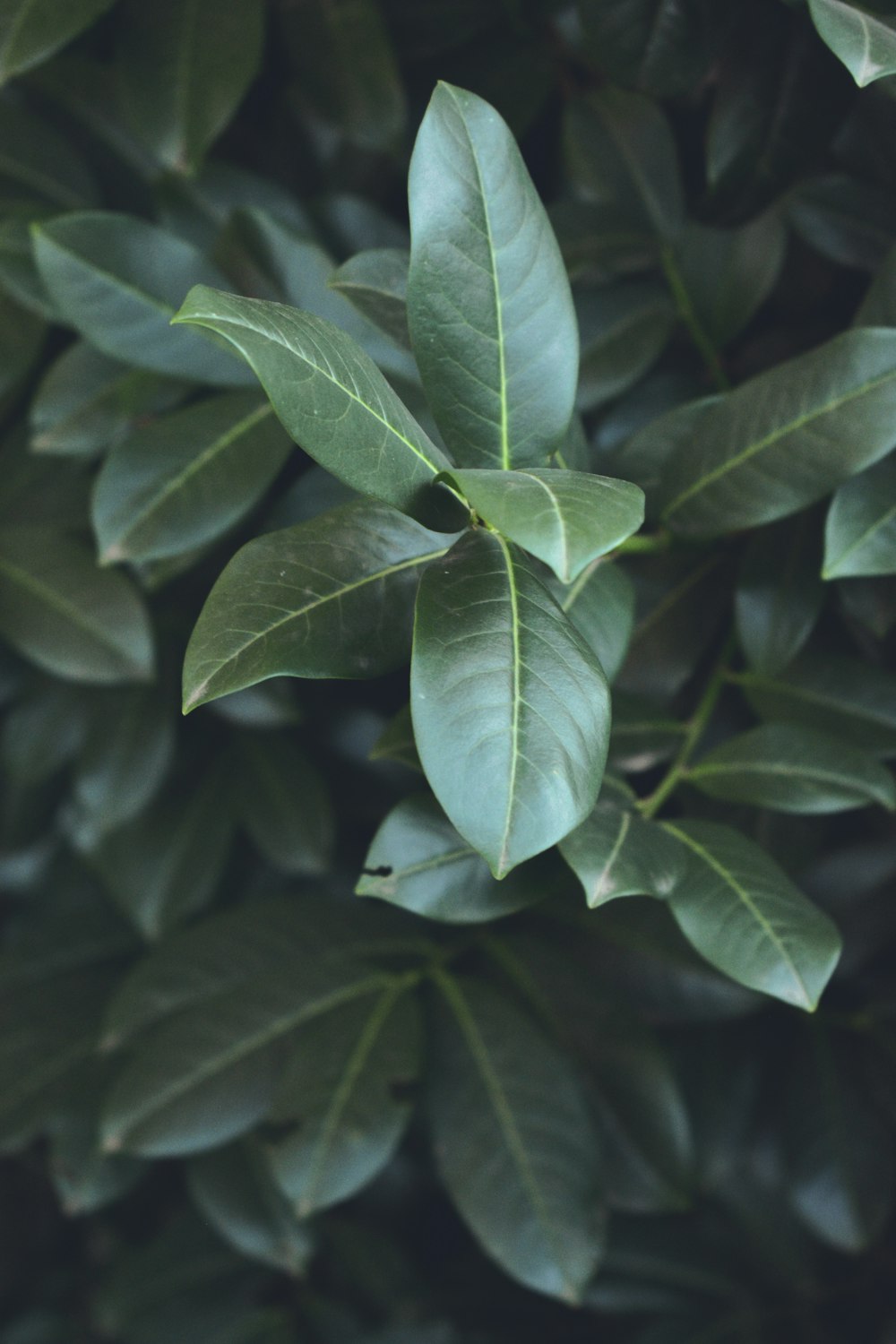 green leafed plant