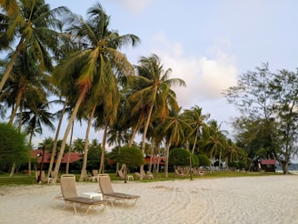 palm trees under cloudy sky