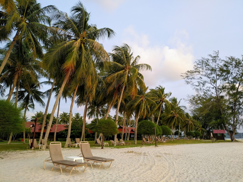 palm trees under cloudy sky