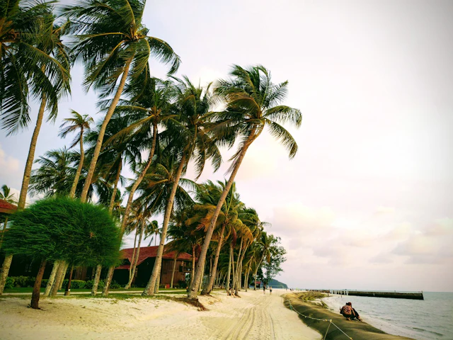 Coconut palms along the shore of Langkawi Island, Malaysia