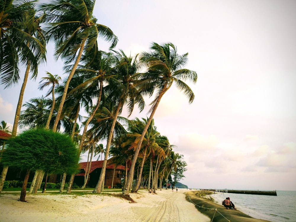 green coconut palm trees during daytime