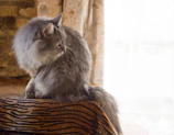 A fluffy gray cat lounging on a cozy windowsill, adorned with a colorful knitted sweater.