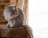 A charming gray tabby cat wearing a cozy handmade sweatshirt, sitting by a sunny window.