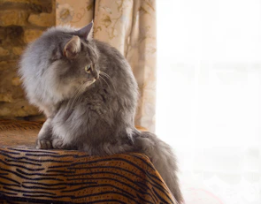 A fluffy gray cat lounging on a cozy windowsill, adorned with a colorful knitted sweater.