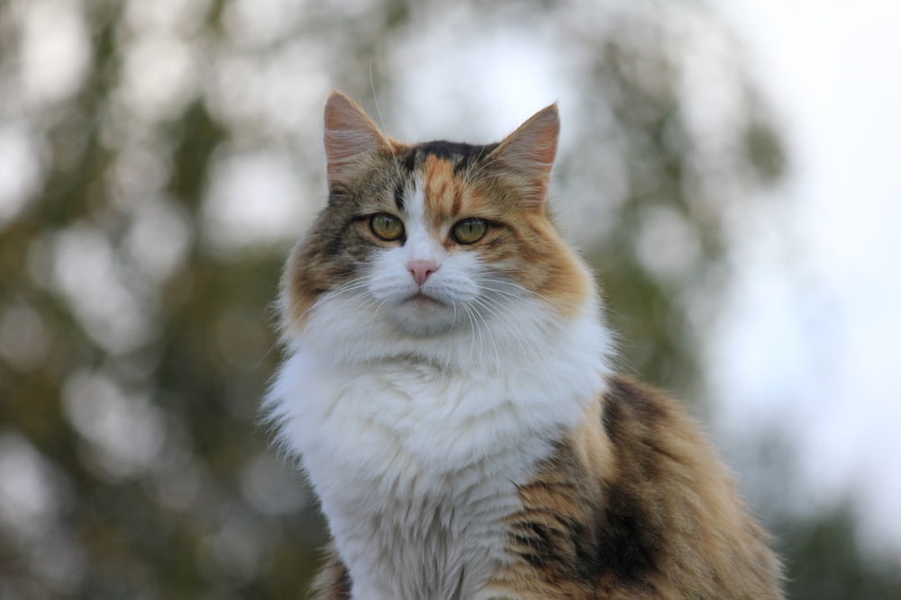 calico cat sitting during day