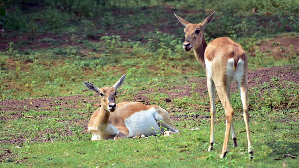 brown deer lying on green grass