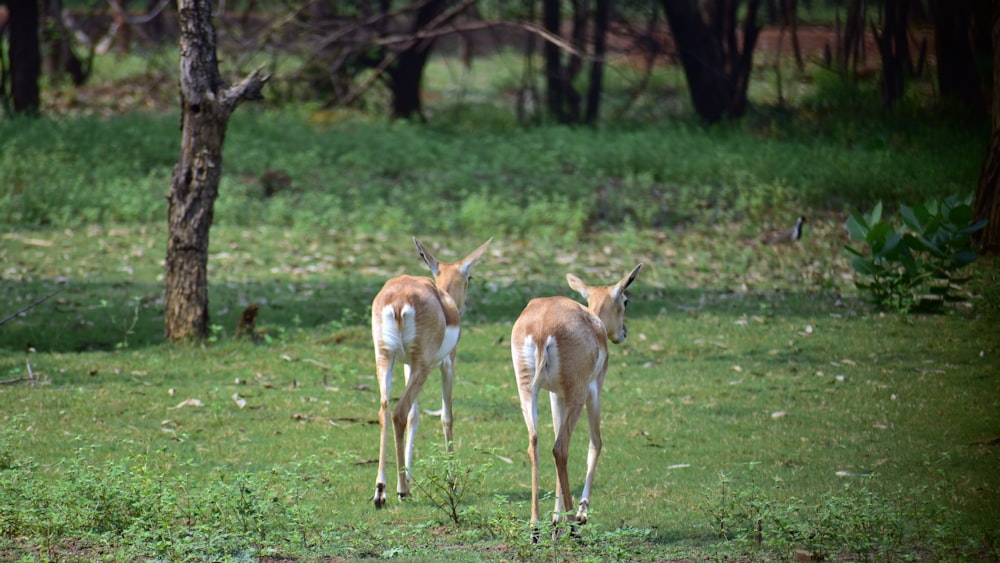 a couple of deer standing on top of a lush green field