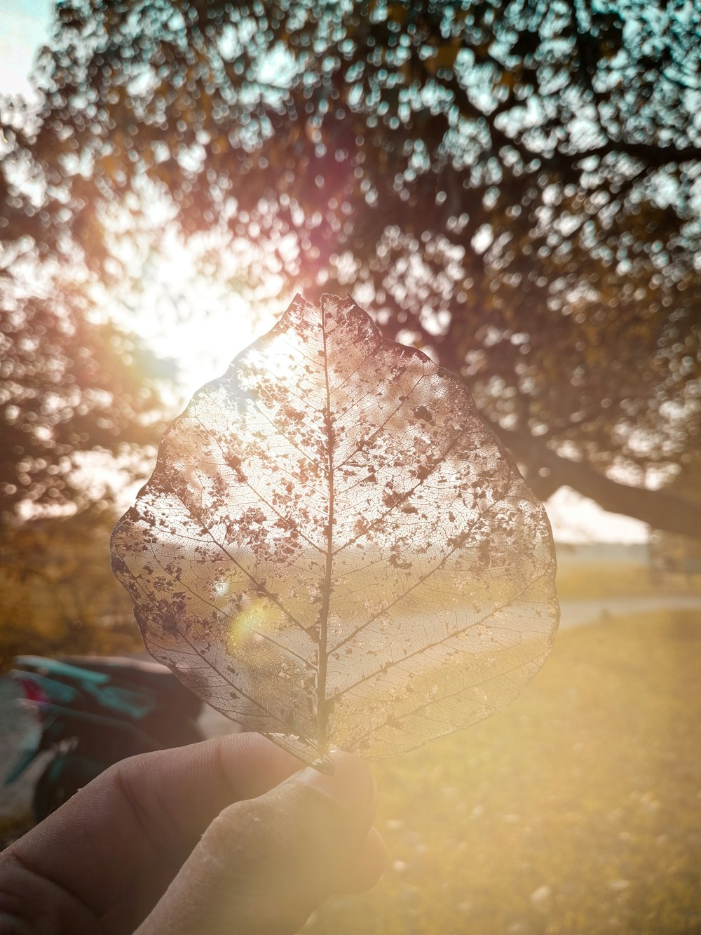 a person holding a leaf in front of a tree