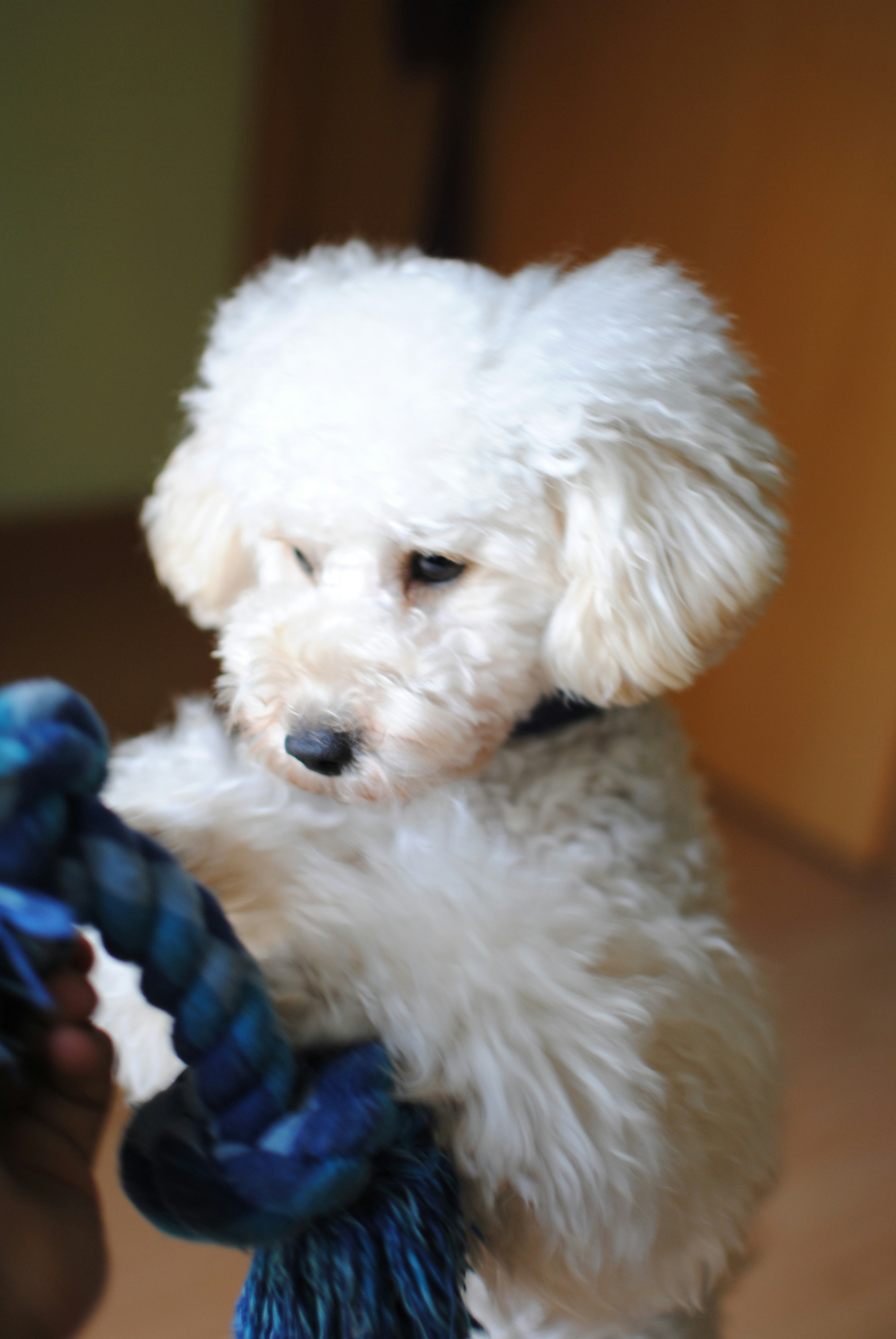 short coated white dog