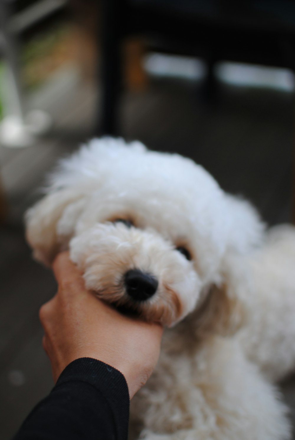 long-coated white puppy