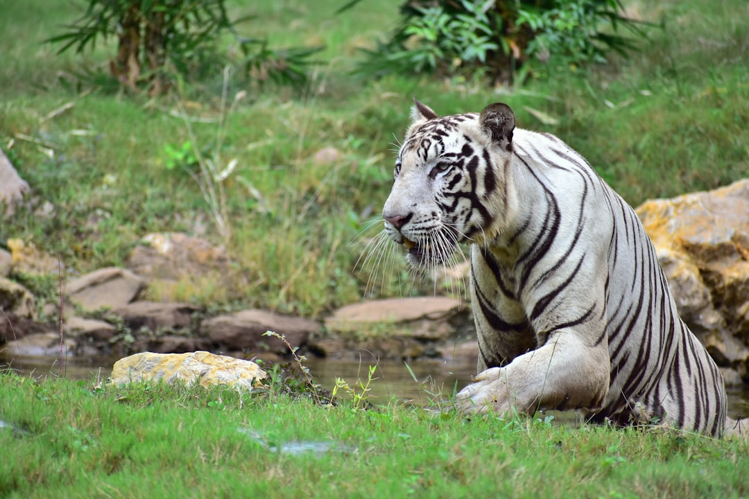 Wildlife photo spot Jungle Safari Raipur