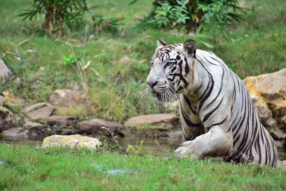 white tiger