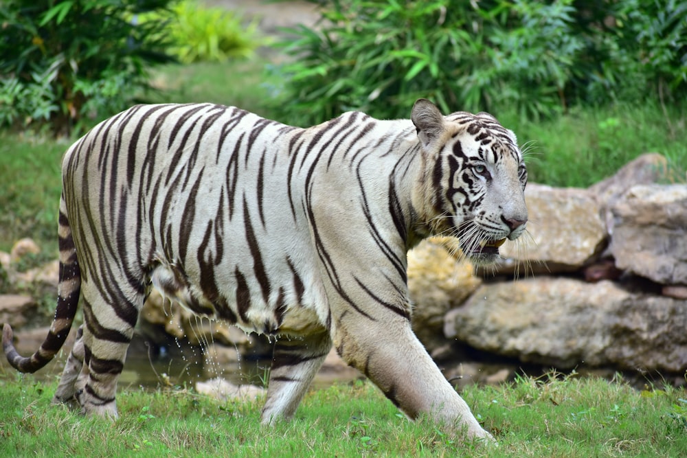 albino tiger