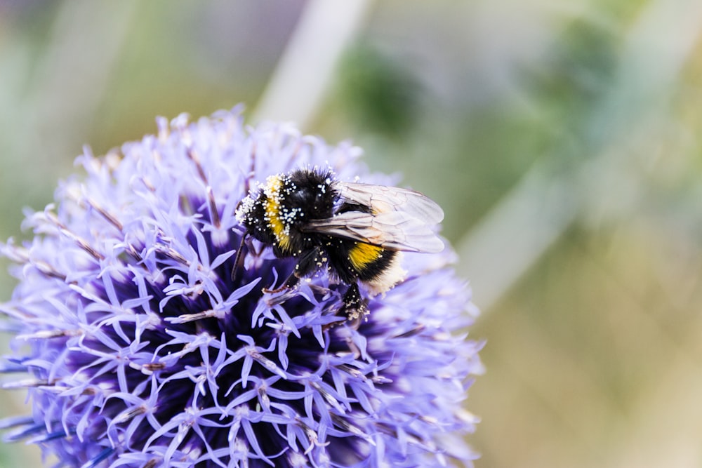 abeille charpentière sur fleur bleue en macrophotographie