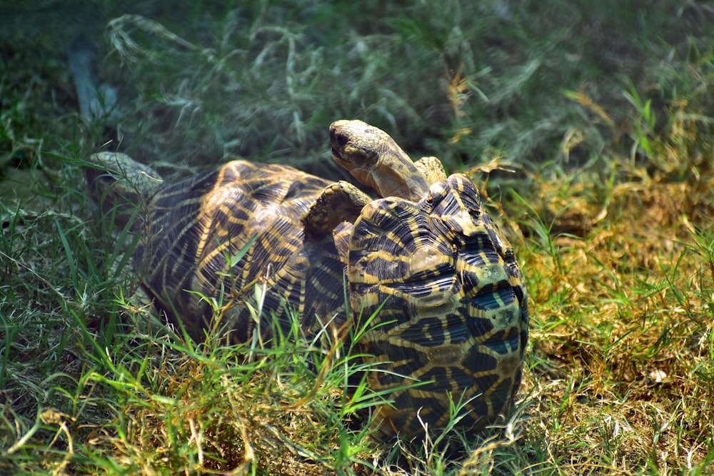 two brown turtles