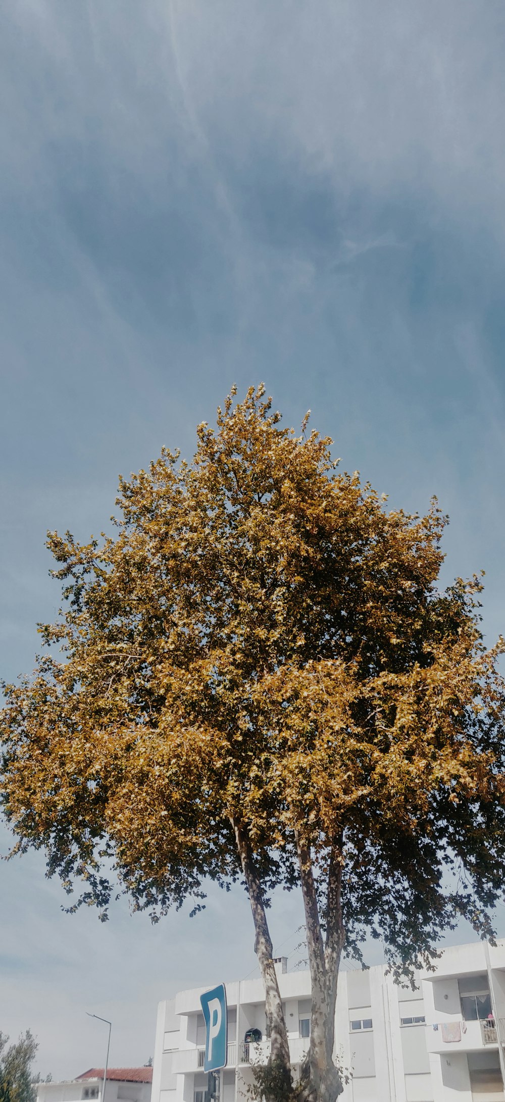 green-leafed tree