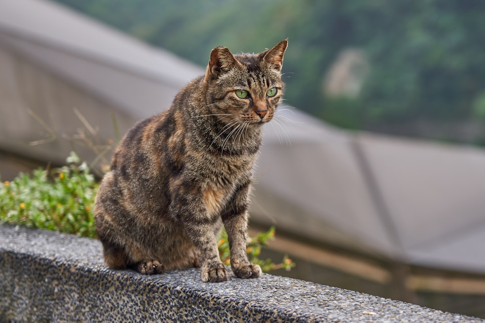 brown and gray tabby cat