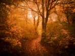 orange leafed trees on forest