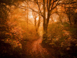 orange leafed trees on forest