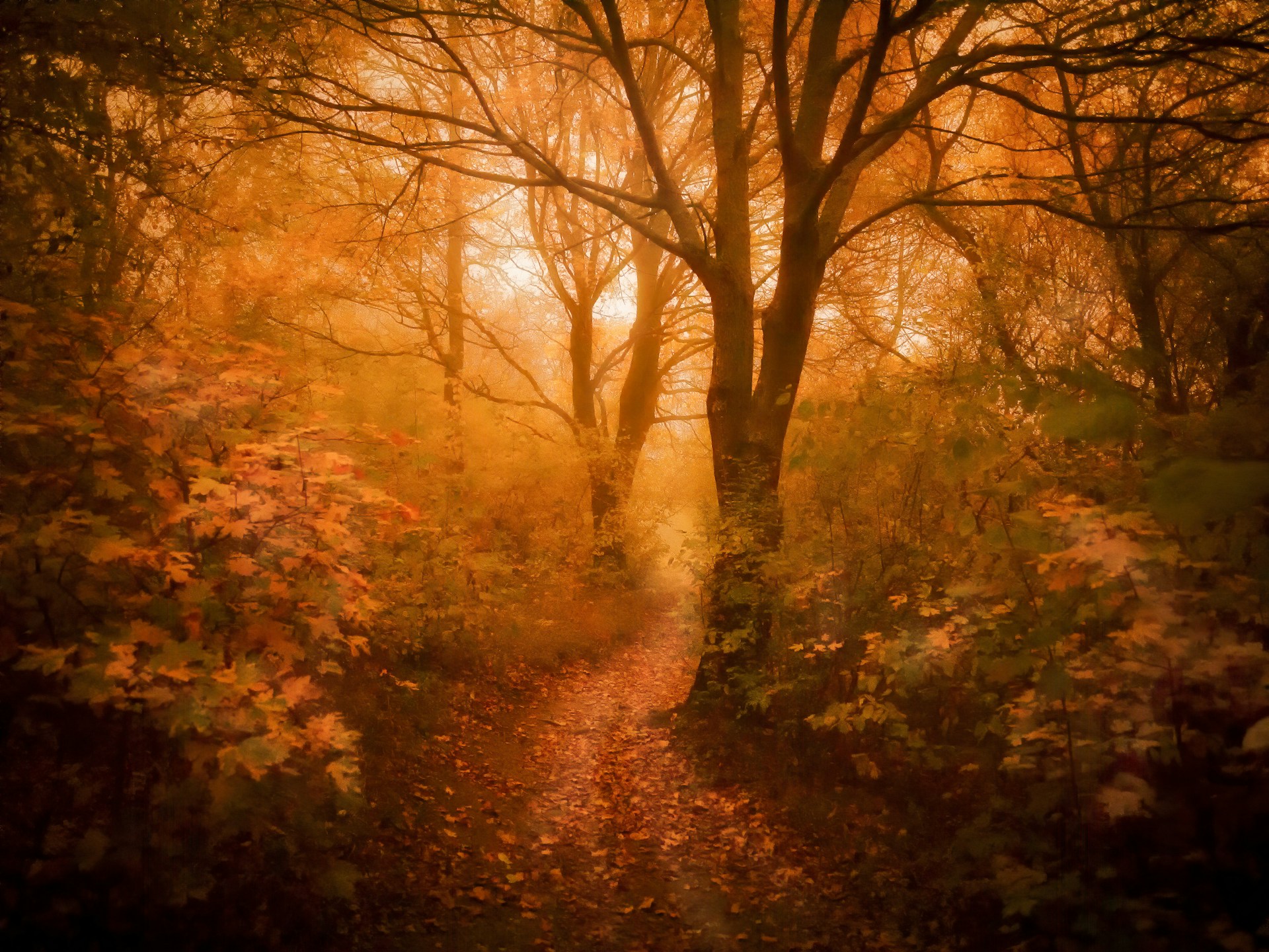 orange leafed trees on forest