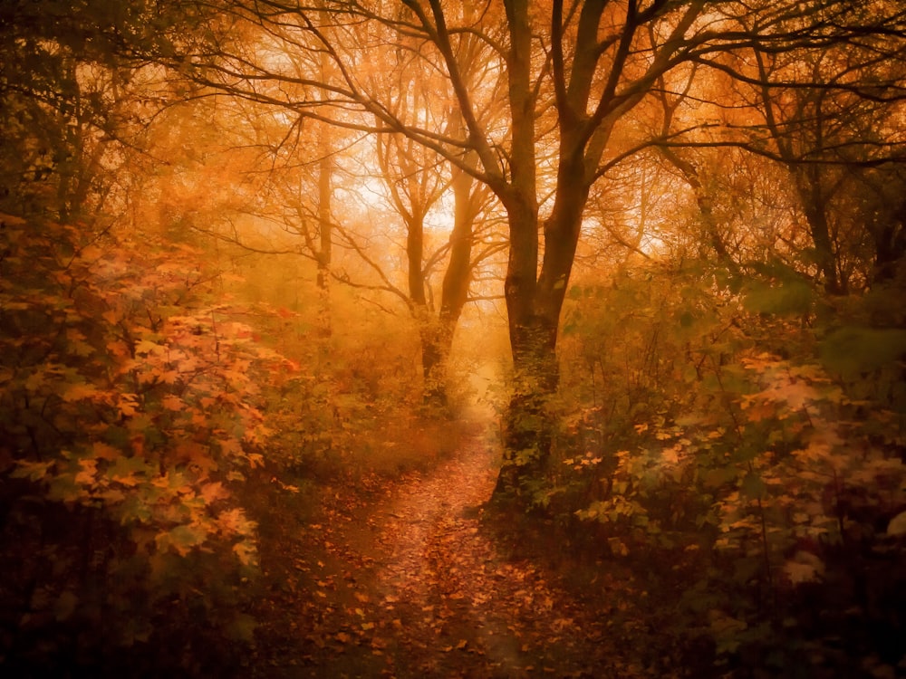 orange leafed trees on forest