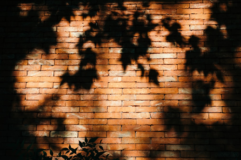 silhouette of tree beside concrete building