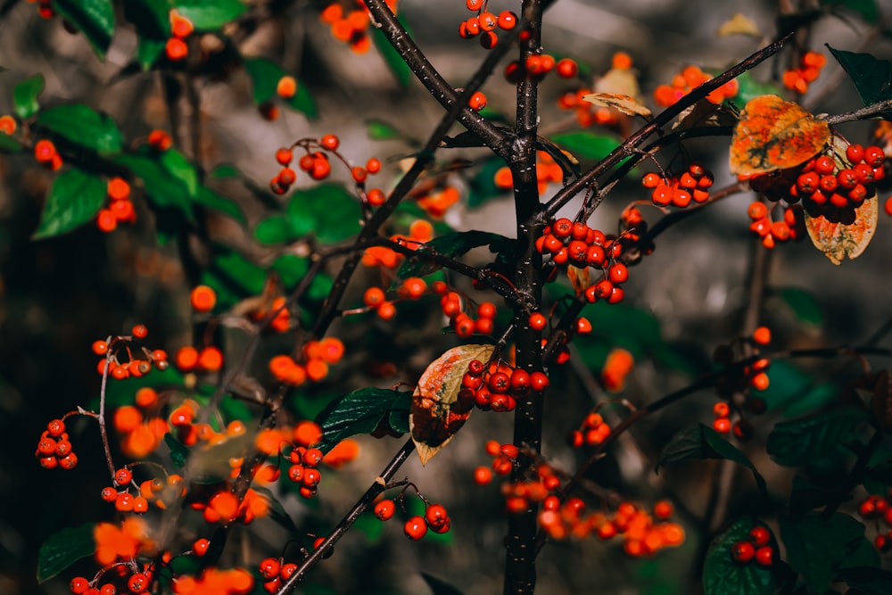 Selektives Fokusfoto einer rotblättrigen Blume