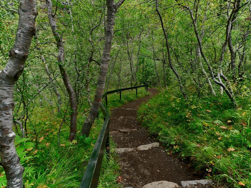 stairs between green trees during daytime