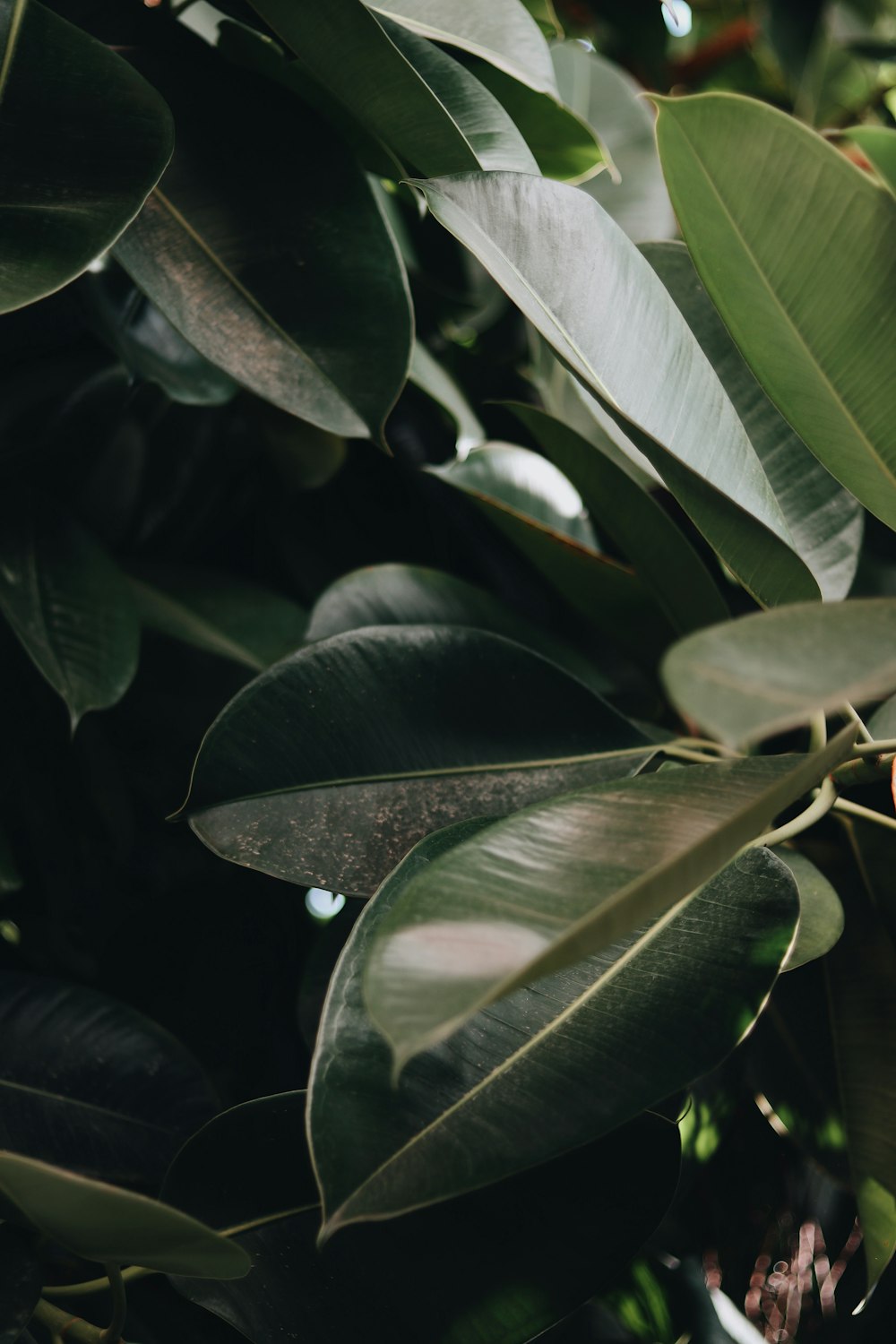 green-leafed plant