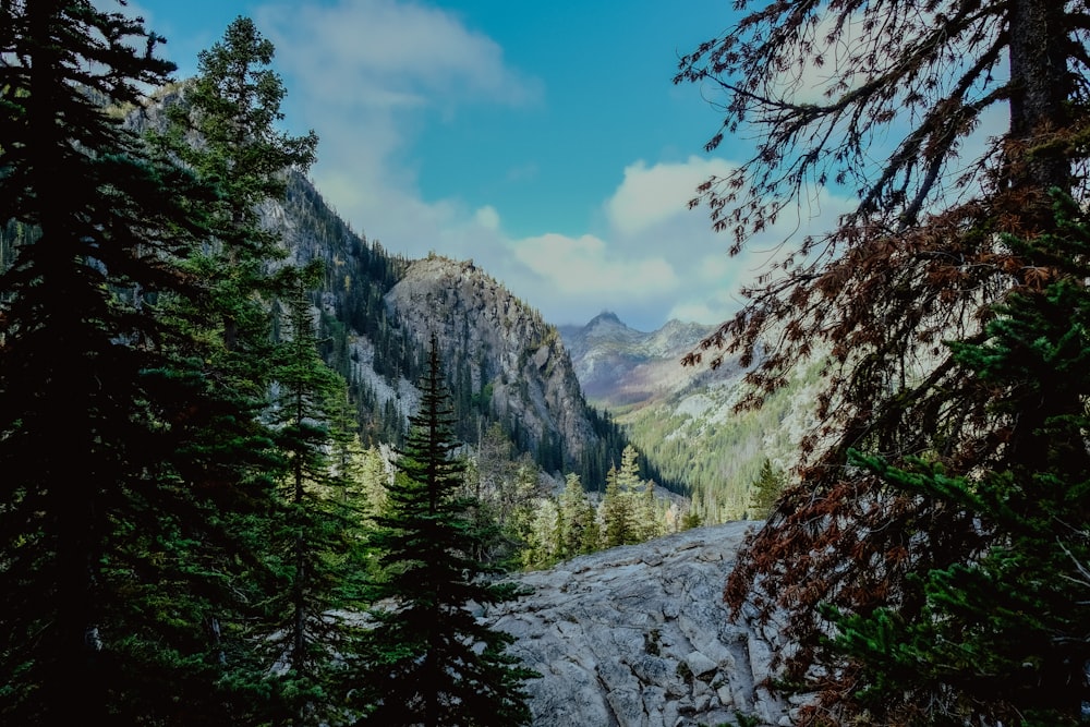 forest and mountains landscape