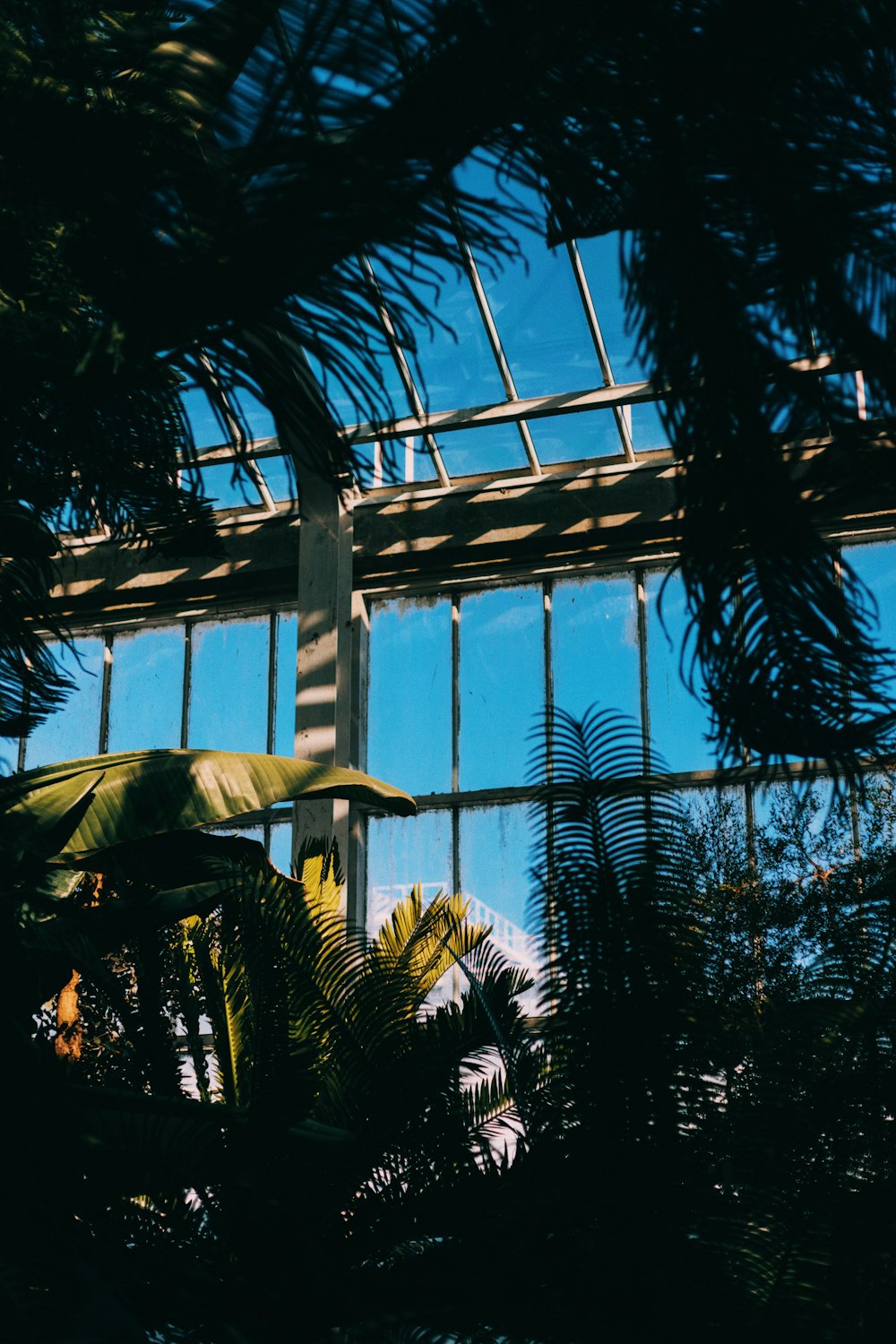 silhouette of plants