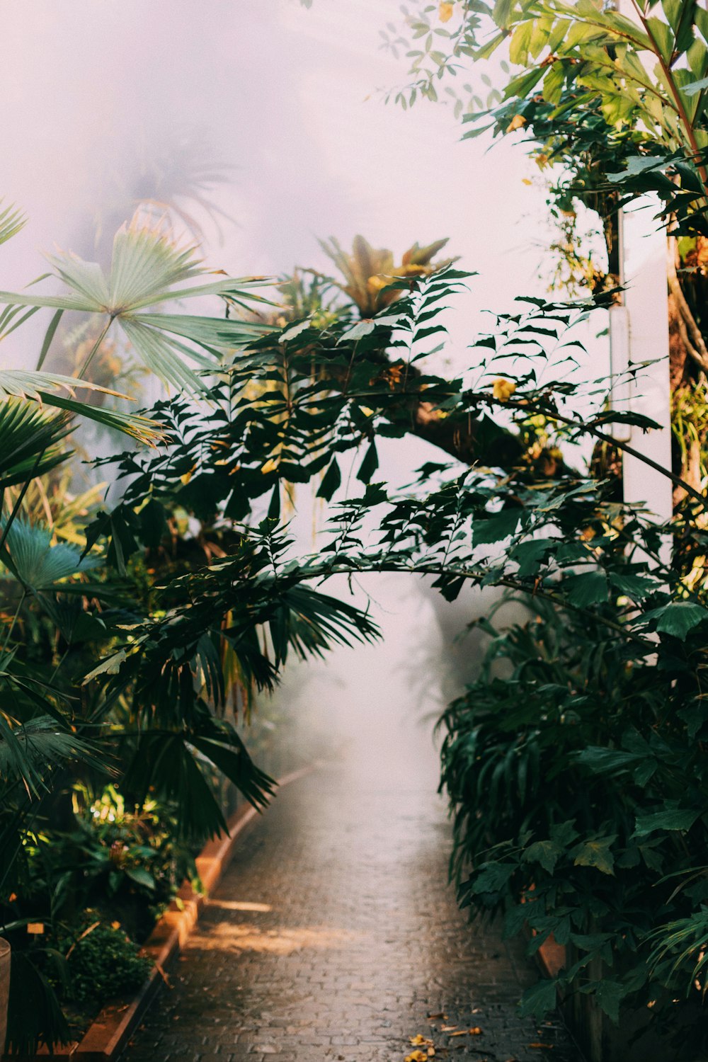 green leafed plants