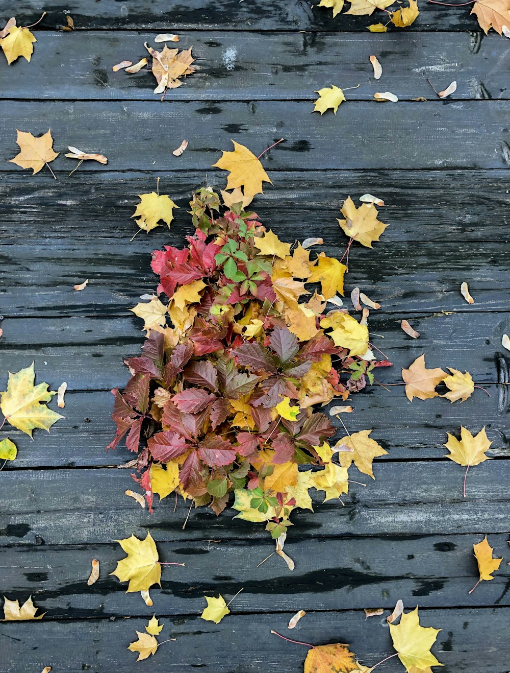 high-angle photography of maple leaves