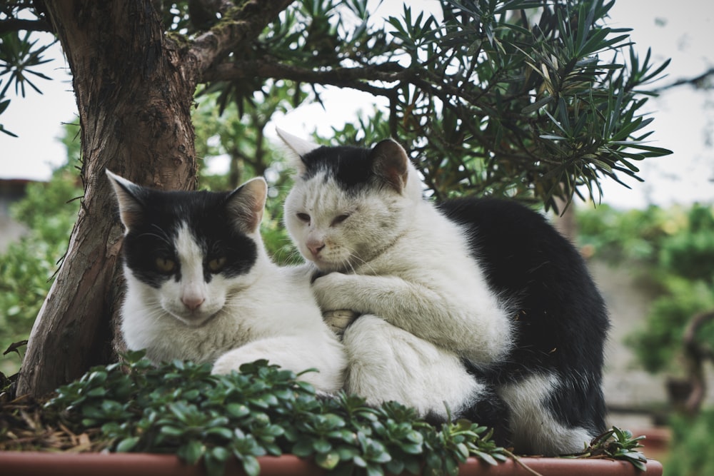 shallow focus photo of two white and black cats