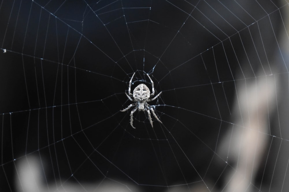 spider on its web