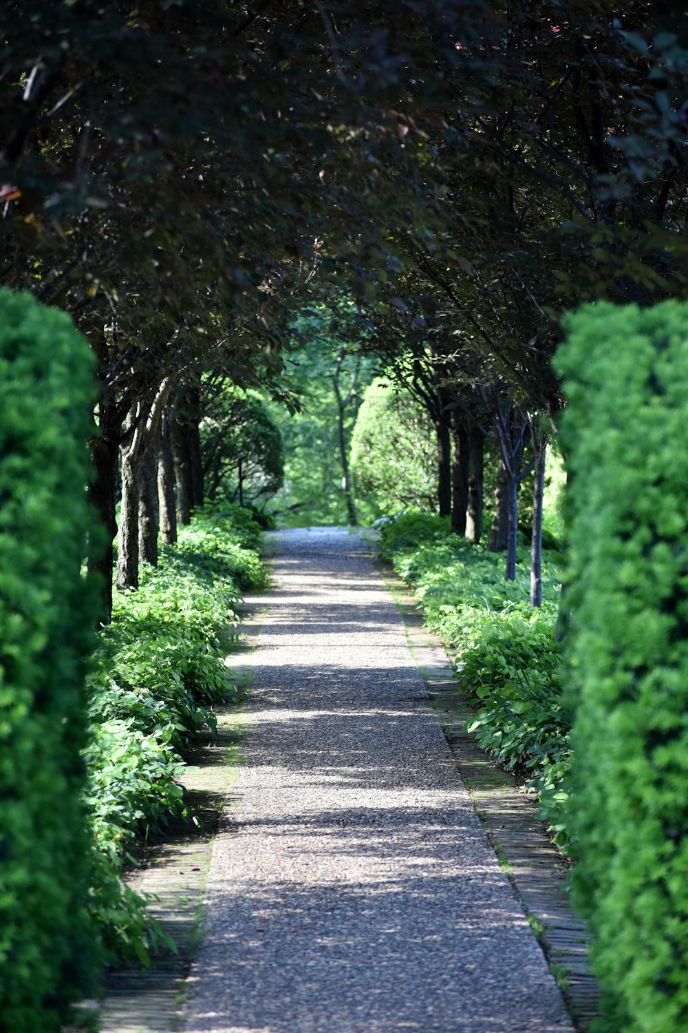 Chemin en béton entre les arbres verts