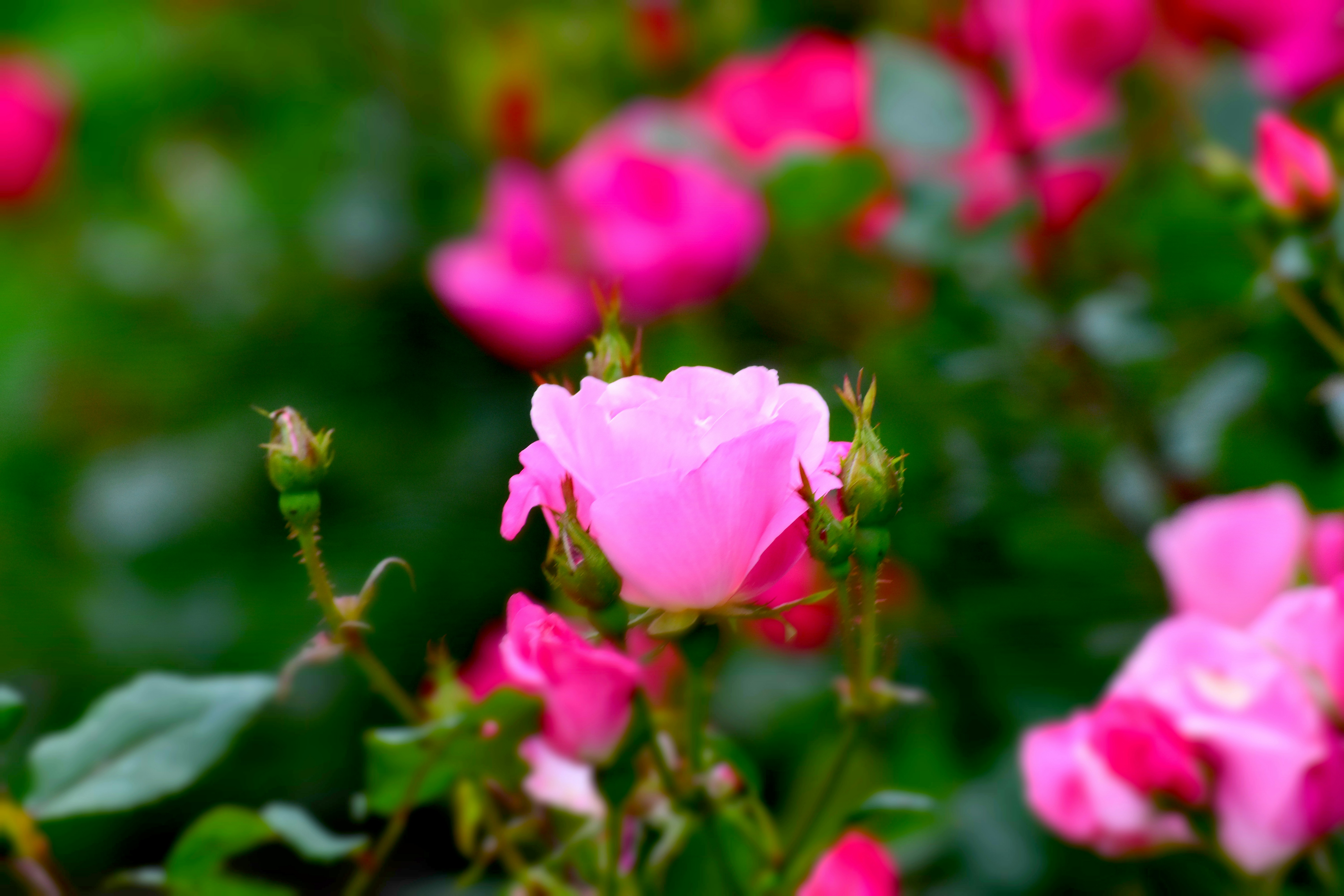 Photo by marietevosyan