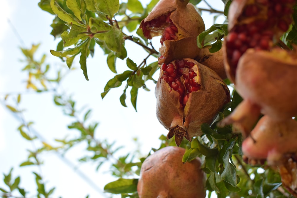 brown fruit tree