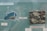 A diagram of a boat covered with mollusks alongside a real-life sample of a surface, possibly a ship hull, encrusted with shells and other marine life. Labels in a Slavic language likely categorize the organisms and explain the marine encrustation.