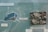 A diagram of a boat covered with mollusks alongside a real-life sample of a surface, possibly a ship hull, encrusted with shells and other marine life. Labels in a Slavic language likely categorize the organisms and explain the marine encrustation.