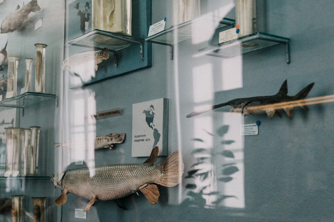 fish in display case
