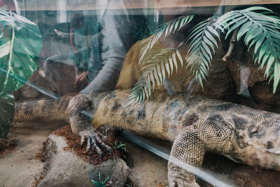 iguana inside vivarium